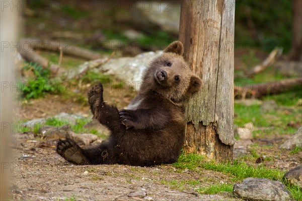 European Brown bear