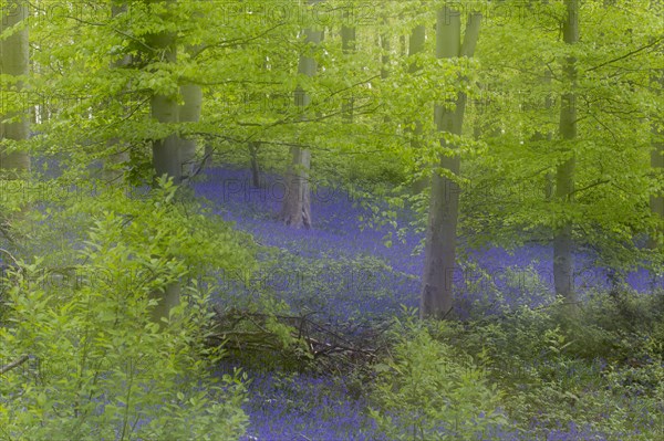 Bluebell