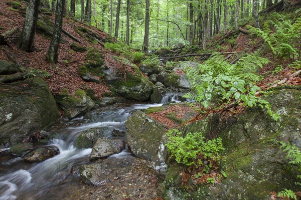 Mountain stream Hoellbach