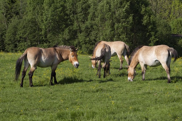 Przewalski's wild horses