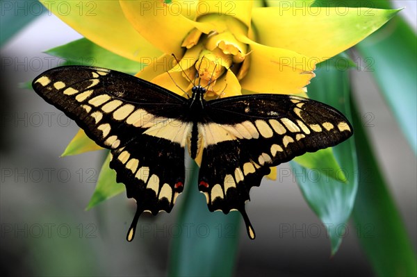 Brazilian swallowtail