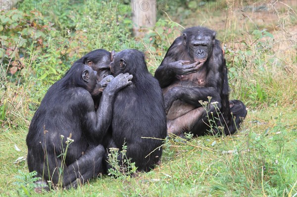 Bonobos