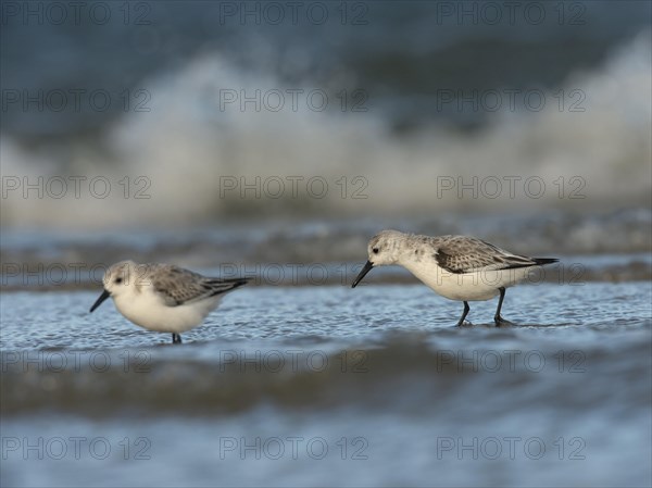 Sanderlings