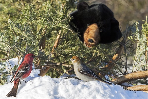 Male and female pine beak feeding a bird feeder