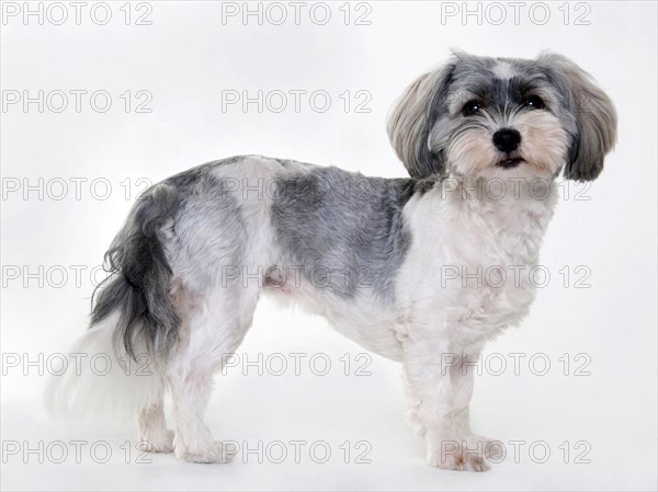 Havanese