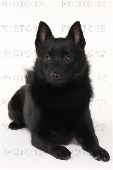 Schipperke