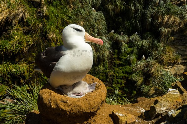 Black-browed Albatross