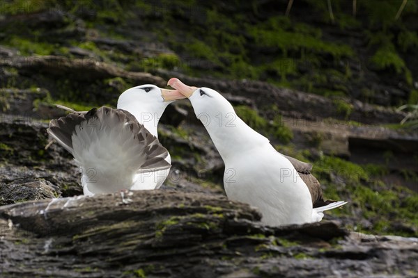 Saunders Island