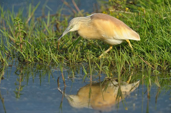 Squacco heron