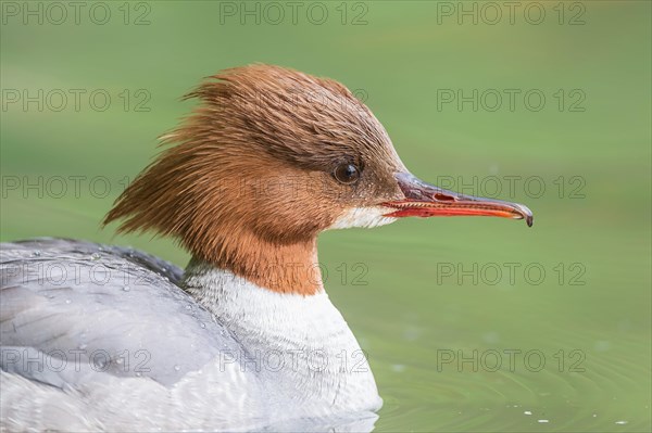 Smew