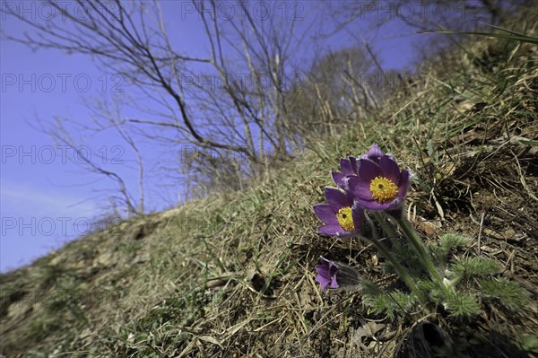 Common Pasque flower