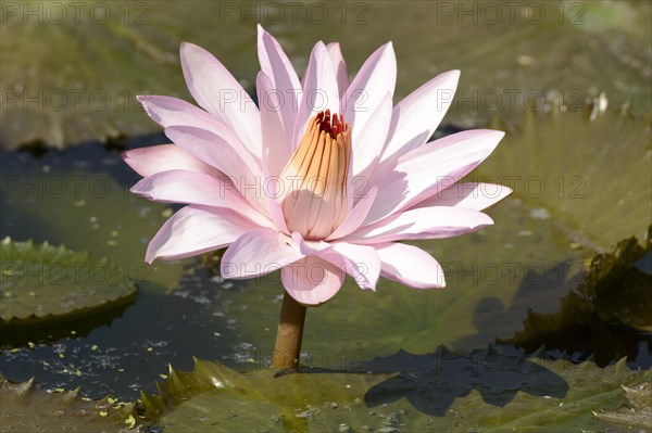 Water Lily