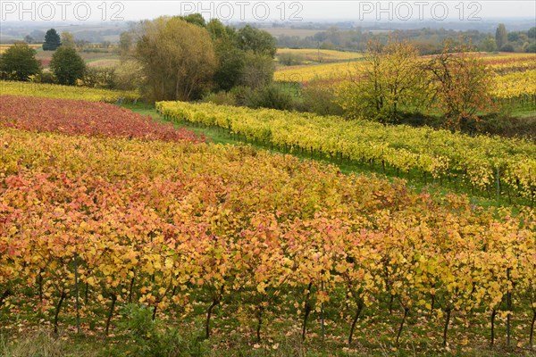 Vineyards