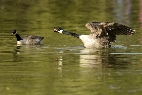 Canada goose