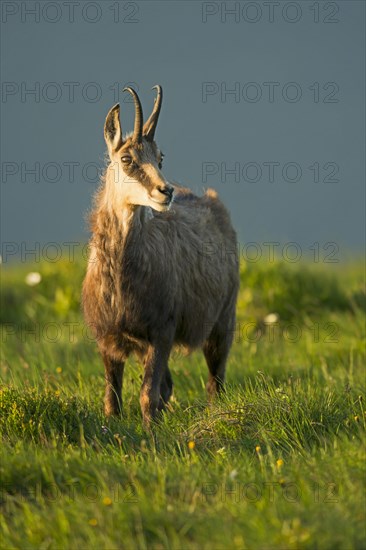 Chamois