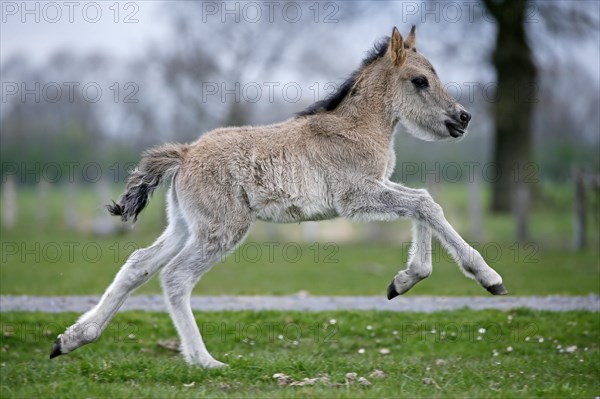 Wild Horse Duelmen