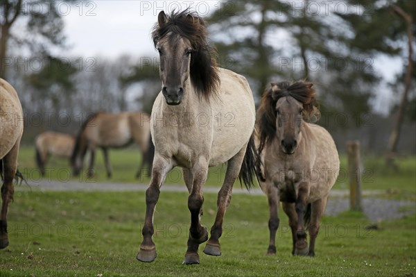 Wild Horse Duelmen