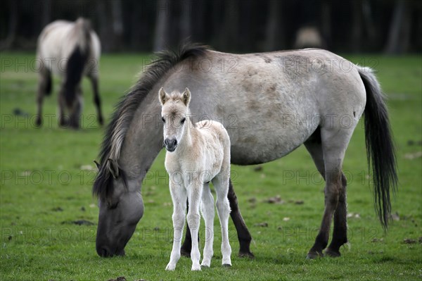 Wild Horse Duelmen