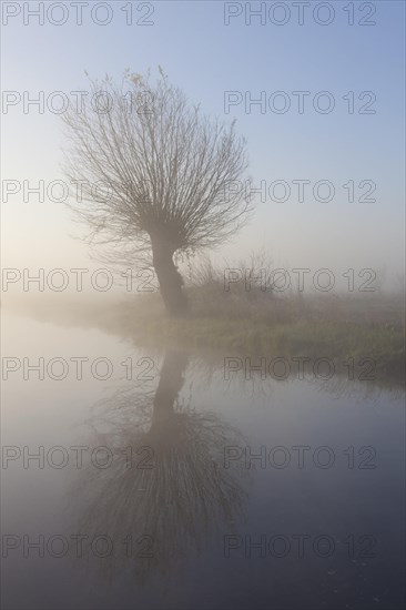 White willow