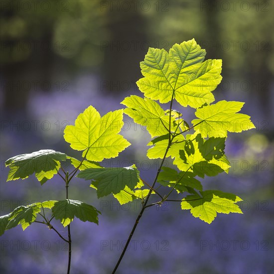 Sycamore maple maple