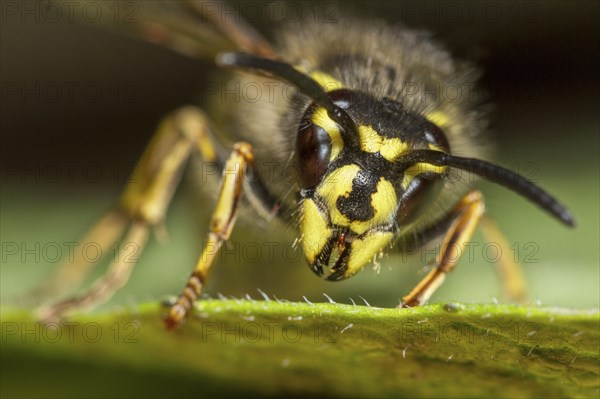 Common wasp