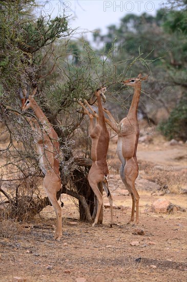 Gerenuk