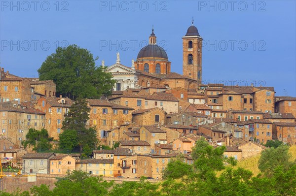 Urbino