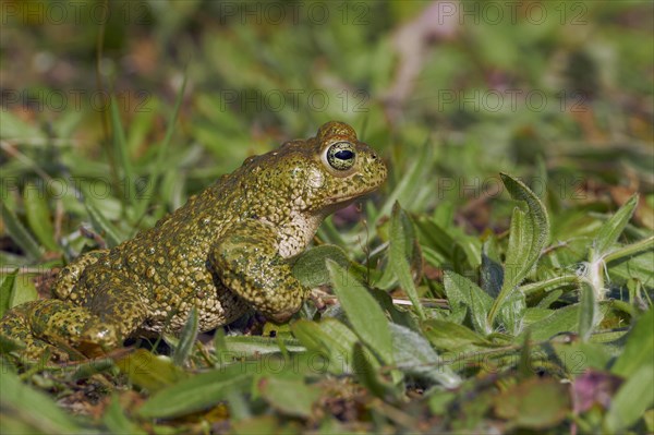 Natterjack Toad