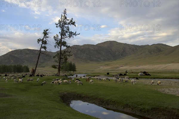 Flock of sheep at the Ider