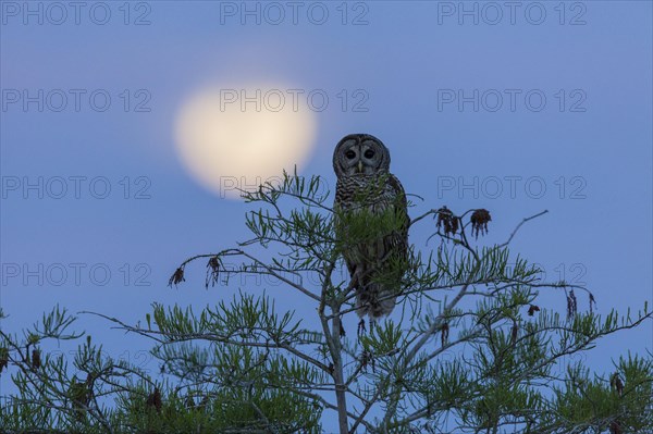 Barred Owl