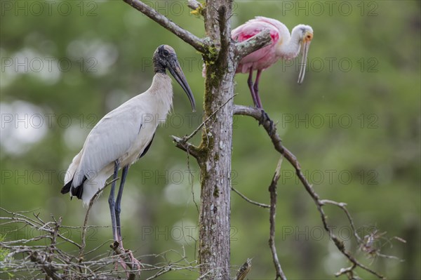 Wood stork