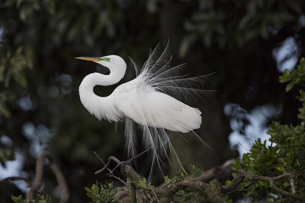 Great egret