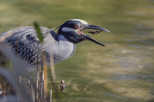 Crab Pond Heron