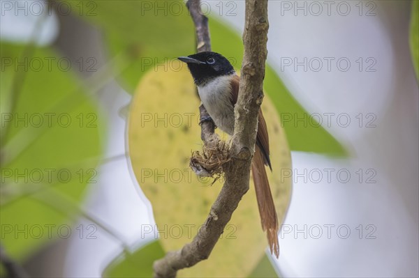 Seychelles Paradise Flycatcher f