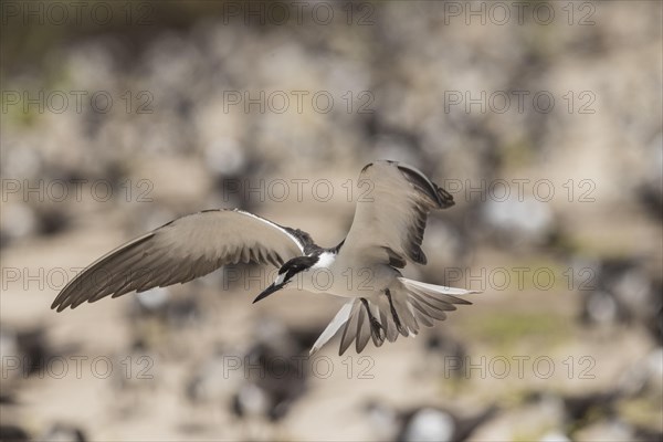 Russian Tern