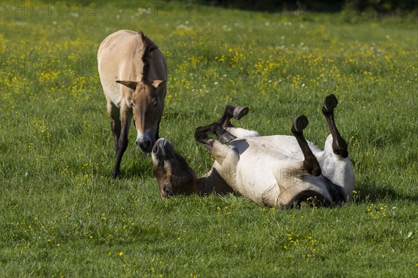 Przewalski's wild horses