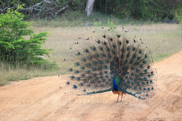 Indian peafowl