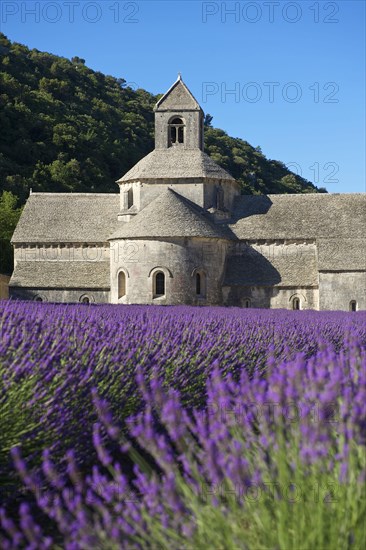 Cistercian Abbey Abbaye de Senanque with lavender field