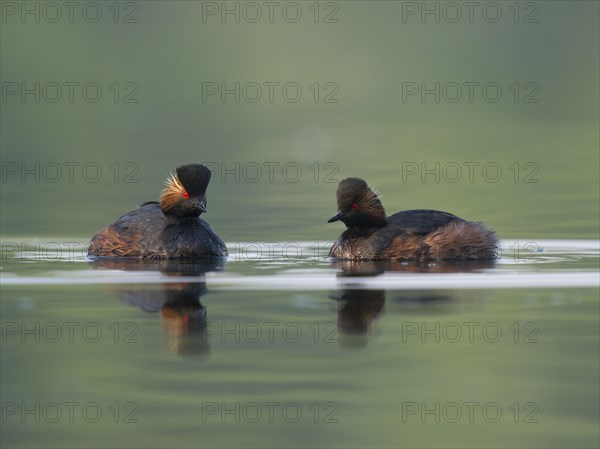 Black necked Grebe