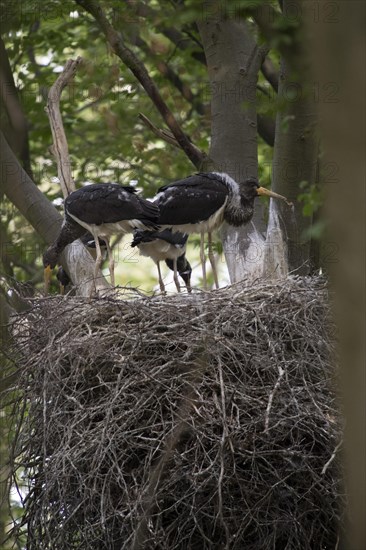 Black storks