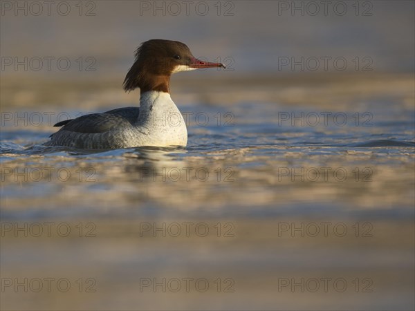 Common merganser