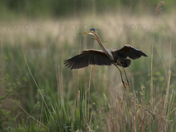 Purple heron