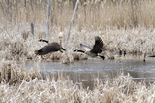 Canada geese