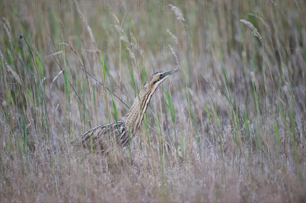 Eurasian bittern