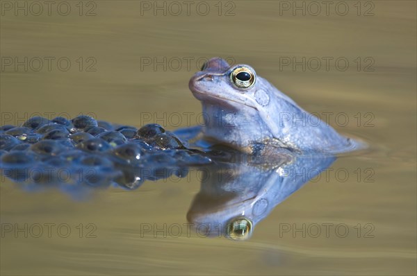 Moor frog