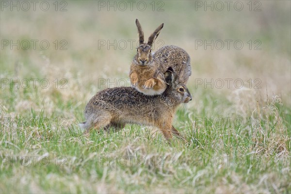 European Hare