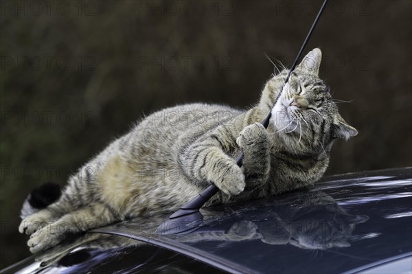 House cat on car roof