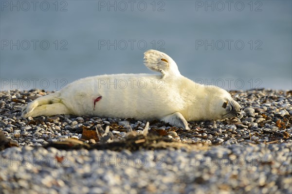 Grey seal