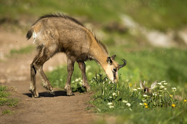 Chamois