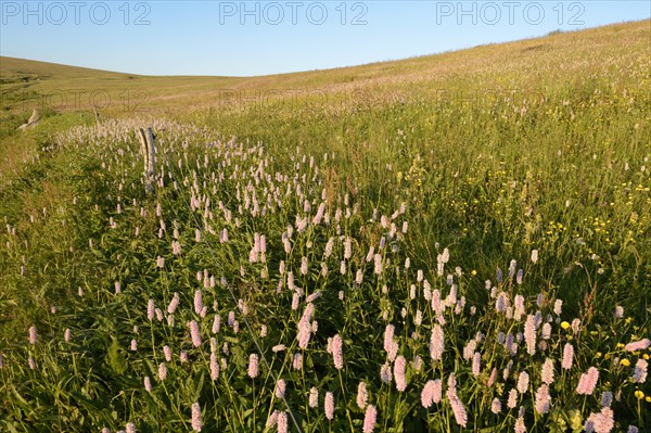 Meadow knotweed